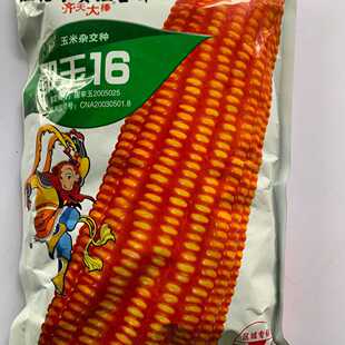 鄂玉16玉米种子 株高259-271厘米 穗轴红色 籽粒黄色 半马齿型