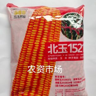北玉1521高产杂交玉米种子, 国审抗倒抗病能力强棒大穗轴白色1kg