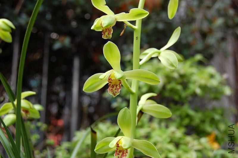 蕙兰传统古老品种荷型水仙瓣名品""大一品""(编号)