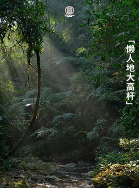 2026懒人地大高杆 春茶预售 一生茶语易武丁家寨弯弓古树普洱生茶