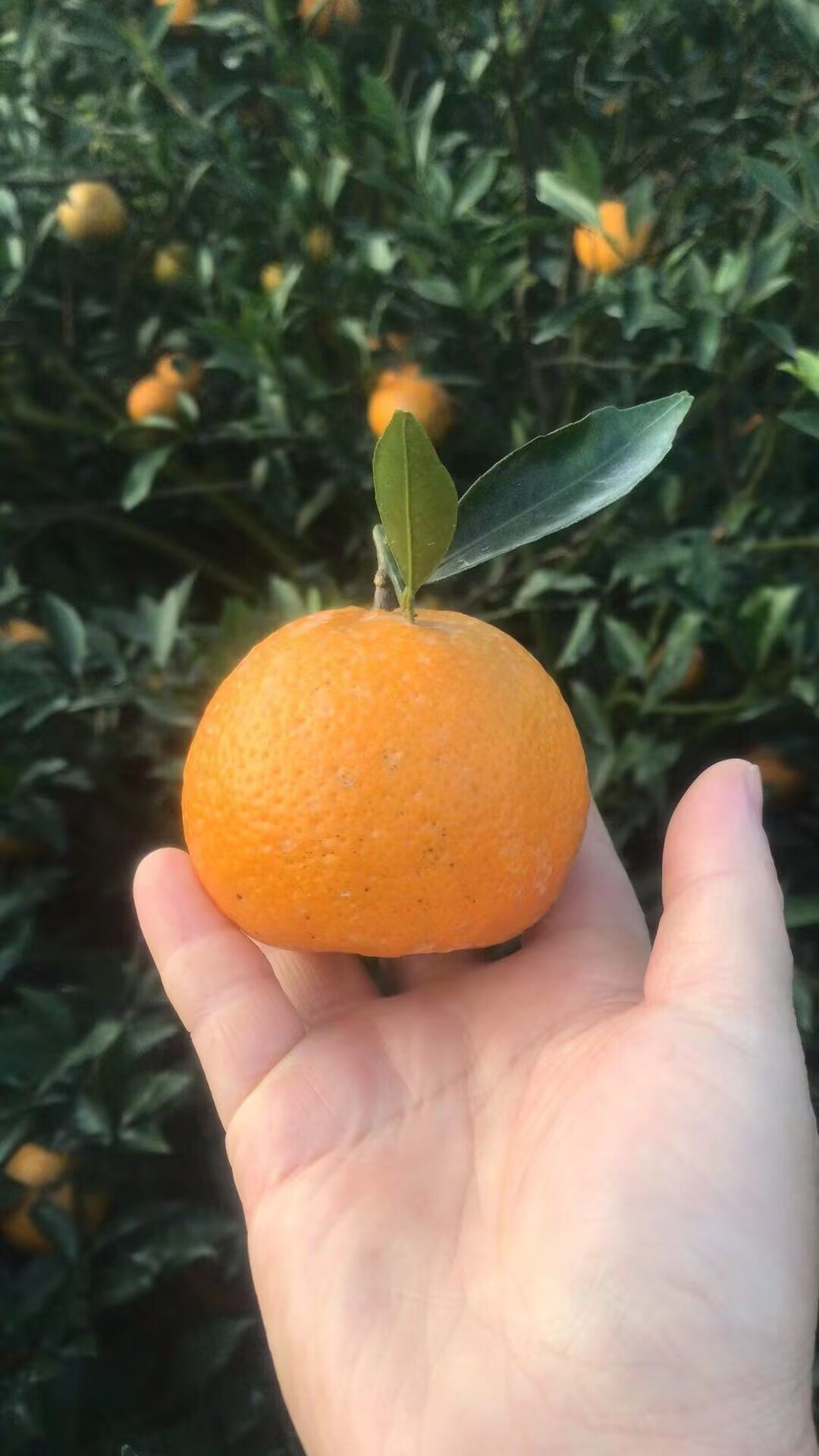 2022年自己采摘真正新会东甲5年树牛比围1斤