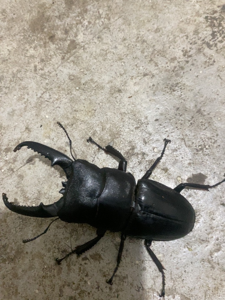锹形虫甲虫现货6.5-6.9厘米活体公虫