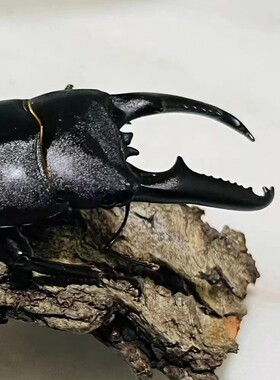 甲虫爬宠，中华大扁锹，锹形虫