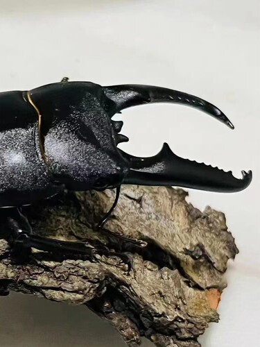 甲虫爬宠，中华大扁锹，锹形虫