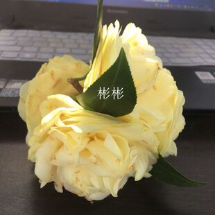 正黄旗福建龙岩名贵品种茶花苗黄色大花型阳台庭院绿植好养正版