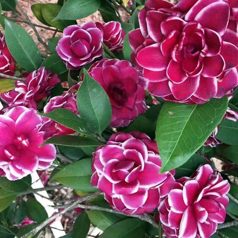 紫琪名贵新品种茶花阳台庭院花园绿植盆栽复色大花型四季长青好养