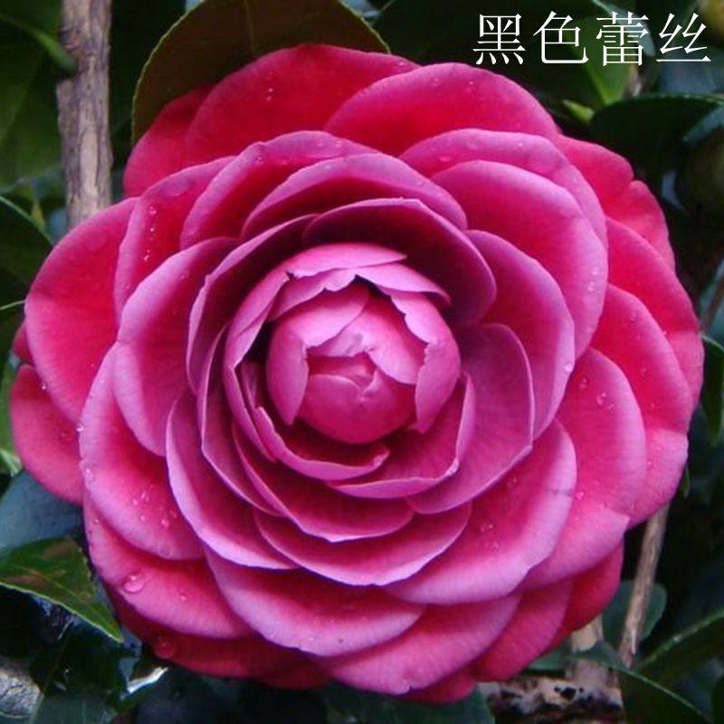黑色蕾丝 黑绒带福建龙岩永福茶花苗名贵进口黑红色文瓣品种茶花