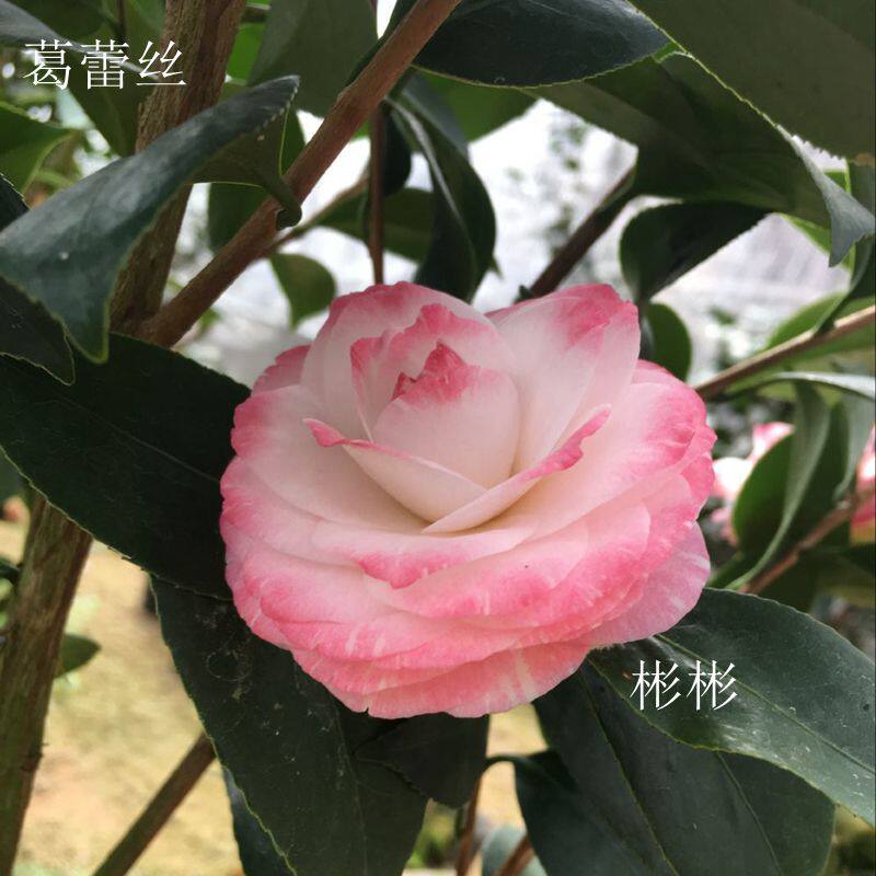 葛蕾丝 六角奥伯顿 格蕾丝福建龙岩品种茶花名贵花卉高档阳台绿植