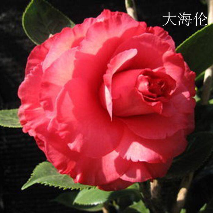 大海伦 名贵进口大型茶花龙岩永福茶花高档阳台庭院绿植观花植物