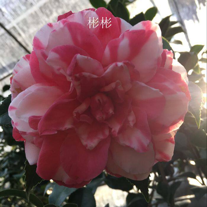 迪斯福建龙岩品种茶花盆栽名贵正品进口茶花品种包邮高档阳台绿植