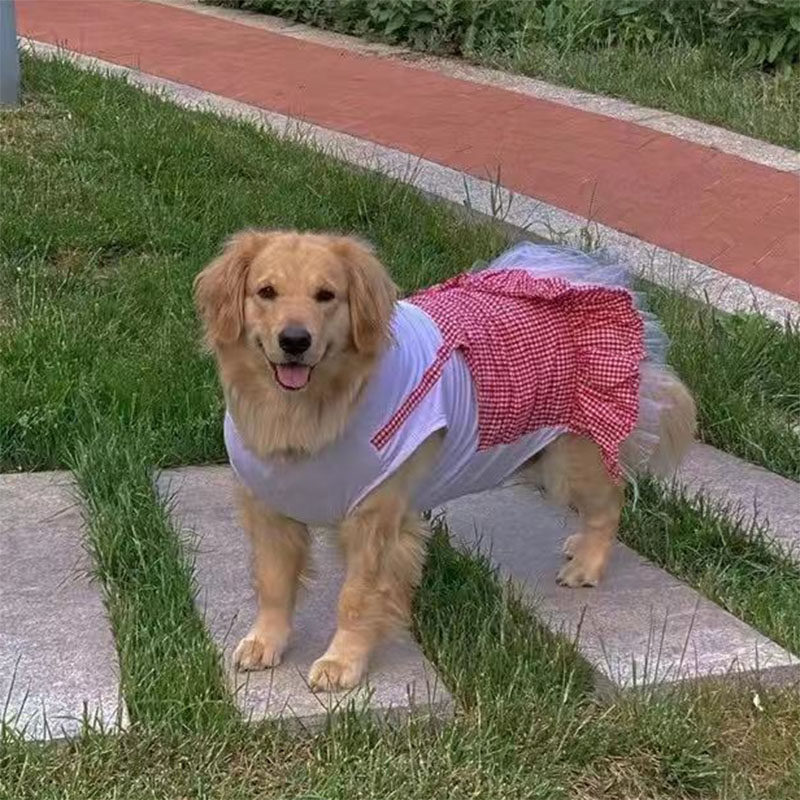 可爱拉布拉多金毛中大型犬公主裙