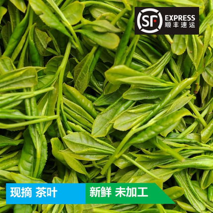 2026新鲜生茶叶未加工绿茶野生顺丰包邮绿茶抹茶现摘现发四川红茶