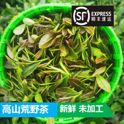 新鲜紫红色茶叶未加工茶青野生抛荒高山鲜叶嫩芽现摘生茶叶高山