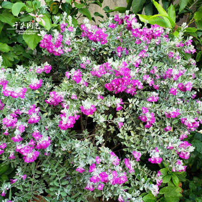 银叶植物红花玉芙蓉美国晴雨表