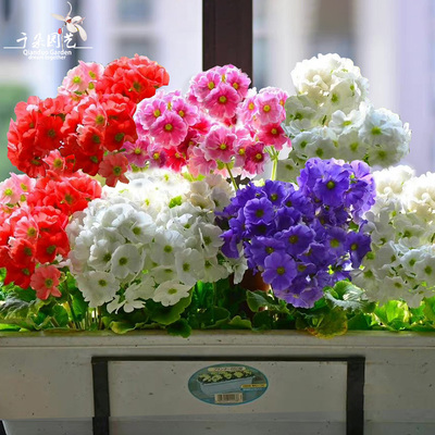 四季樱草冬春室内阳台长好养花卉