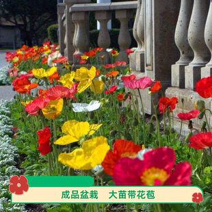 虞美人花苗带花苞盆栽室外阳台花镜植物仙气十足带花苞好养花期长