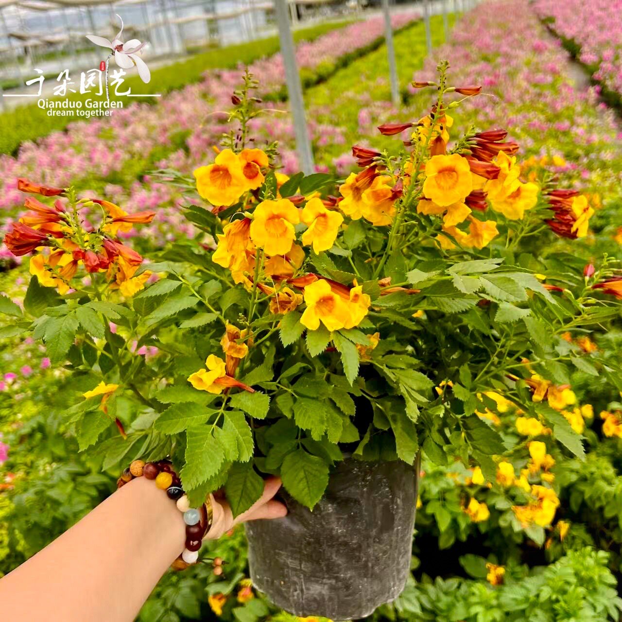 橙钟花盆栽新品珍贵品种花期长阳台木本花卉户外耐热植物庭院绿植