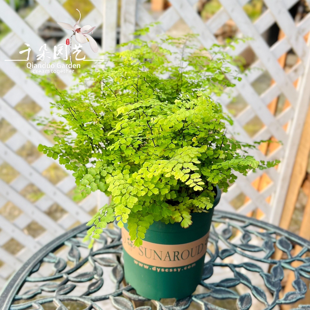 室内好撸的绿植推荐铁线蕨