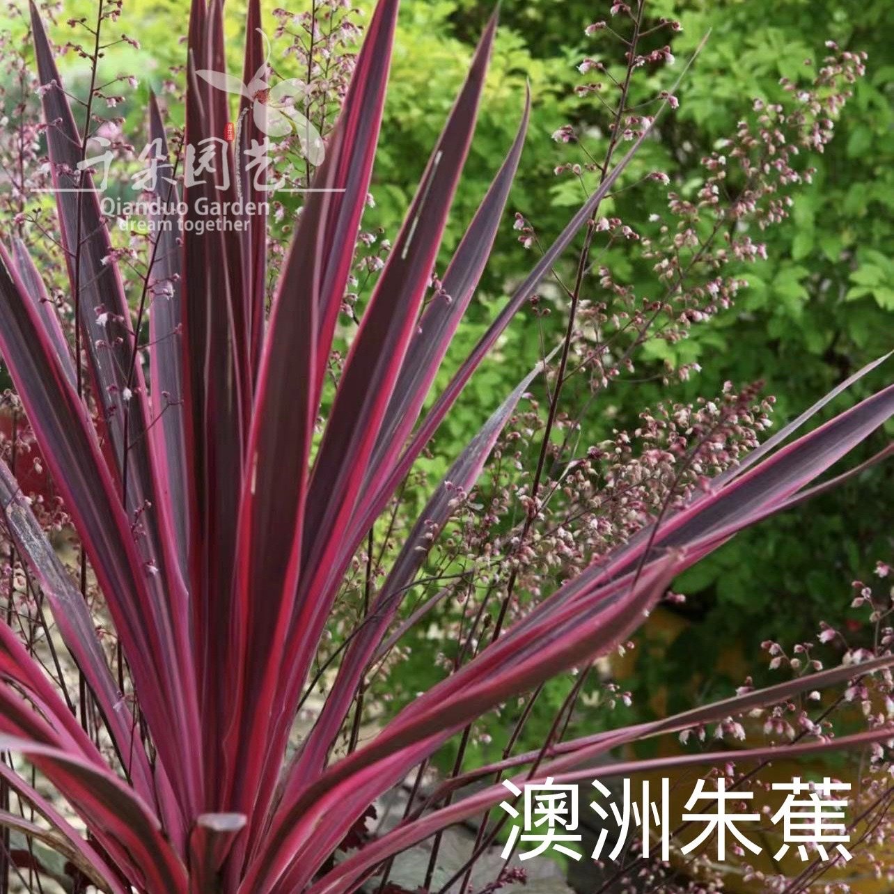 澳洲朱蕉盆栽花镜植物观叶绿植多年生耐热灌木耐荫户外花卉朱焦