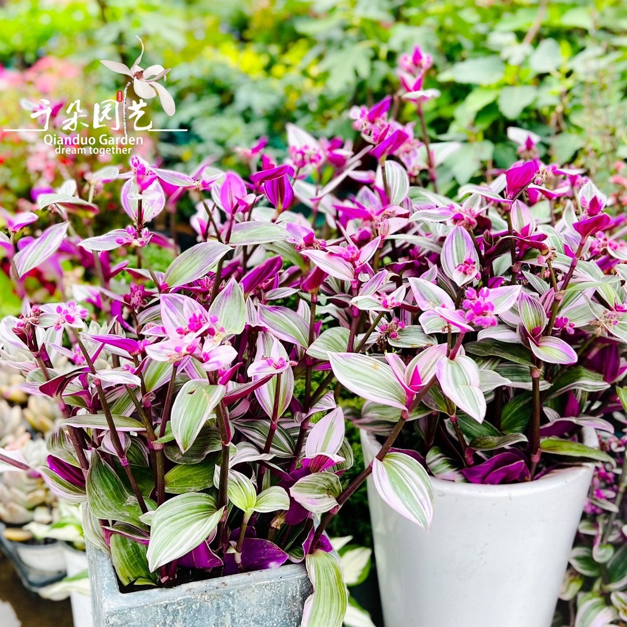 油画婚礼吊兰锦盆栽室内绿植进口鸭跖草多肉植物客厅花卉阳台好养,鲜花速递/花卉仿真/绿植园艺,绿植,淘宝优惠券,粉丝福利购,淘宝优惠卷