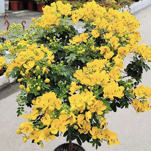千朵园艺黄金梅耐热耐寒花期长