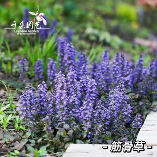 筋骨草盆栽匍匐地被植物耐热耐寒姬十二单大苗巧克力片日本山野草