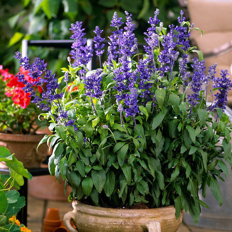 蓝花鼠尾草盆栽萨丽芳夏季薰衣草耐热花苗秋季花卉花期长阳台植物