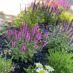 林荫鼠尾草盆栽带花大苗室外耐寒花卉耐荫花镜绿植物好养花期长