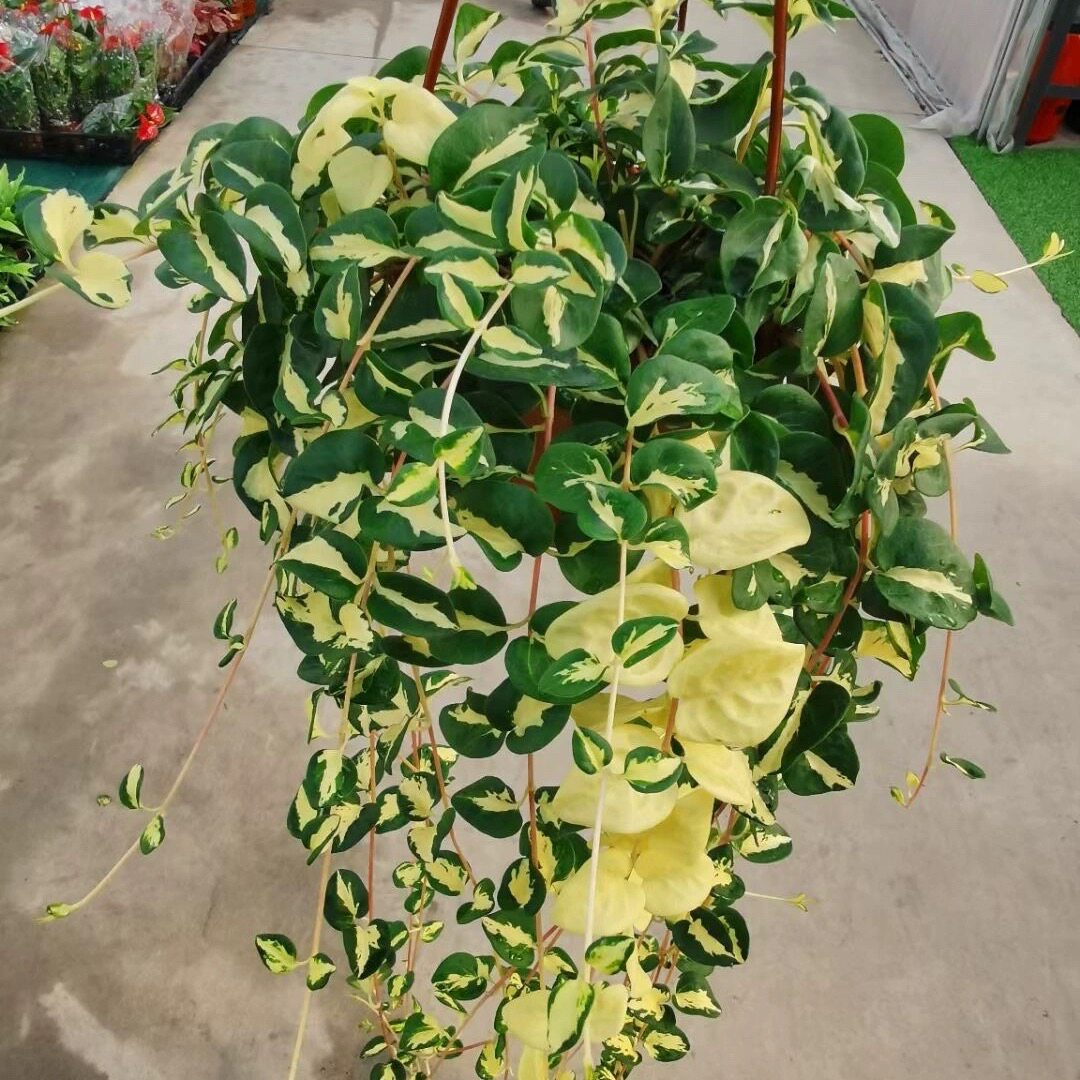 黄金蔓常春藤垂吊植物盆栽室内外绿植吸甲醛爬藤四季常青耐热耐阴