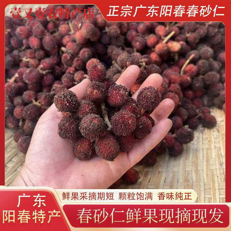 广东阳春春砂仁鲜果新鲜现发