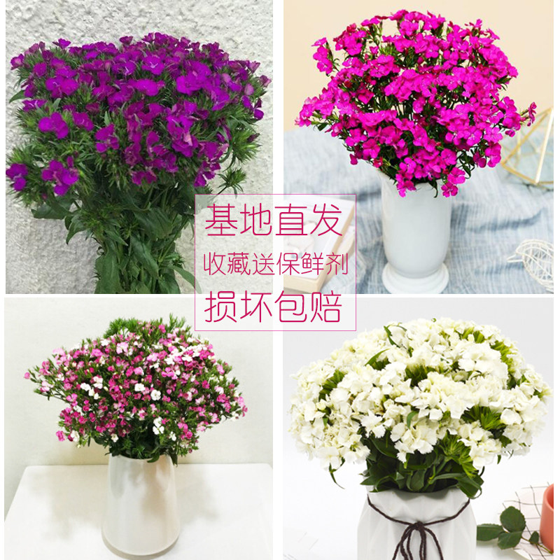 云南昆明基地直发相思梅石竹梅鲜花家庭客厅插花一扎新鲜空运包邮