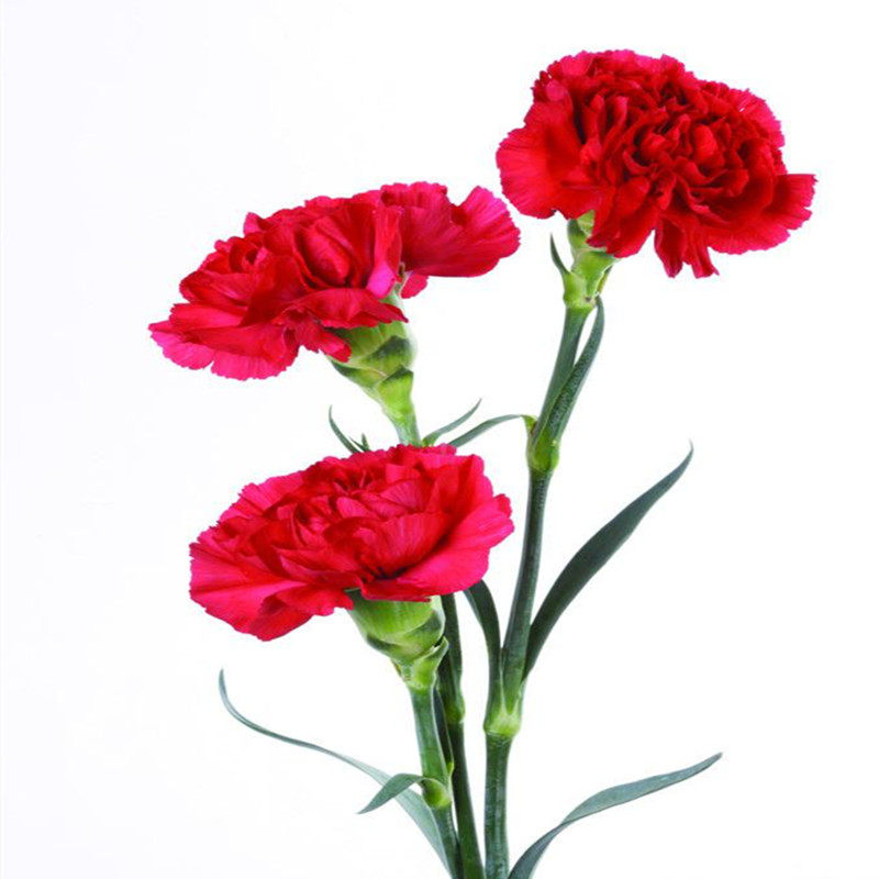 康乃馨鲜花云南基地直发母亲父亲三八节礼物家用水养插花一扎包邮