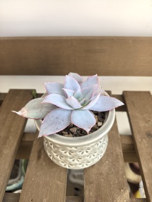 一物一拍办公室绿植阳台绿植多肉多肉三仙广寒宫多肉