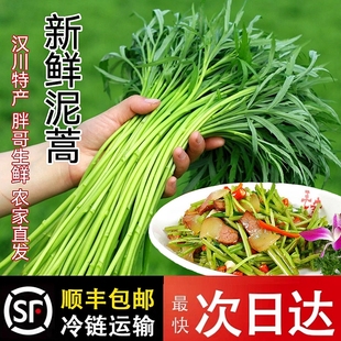 【带叶发货】现摘现发芦蒿藜蒿食用蔬菜保证新鲜切跟泥蒿顺丰空运