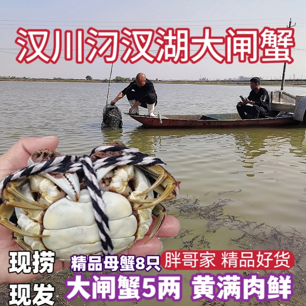 汉川汈汊湖藕囡囡鲜活大闸蟹