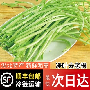 【不带叶】湖北汉川特产泥蒿新鲜现摘黎蒿根新鲜蔬菜顺丰空运保鲜