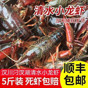 5斤6钱湖北小龙虾鲜活汈汊湖清水活体红壳新鲜淡水活虾