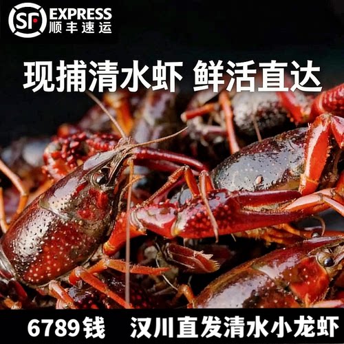 678钱湖北汉川小龙虾鲜活