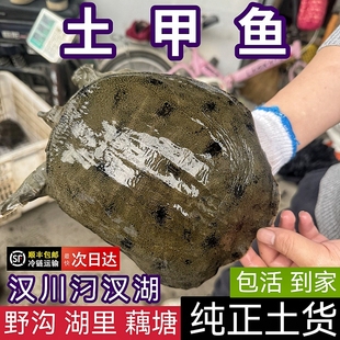土甲鱼汉川汈汊湖河沟藕塘野外生长团鱼水鱼土鳖炖汤红烧 包活