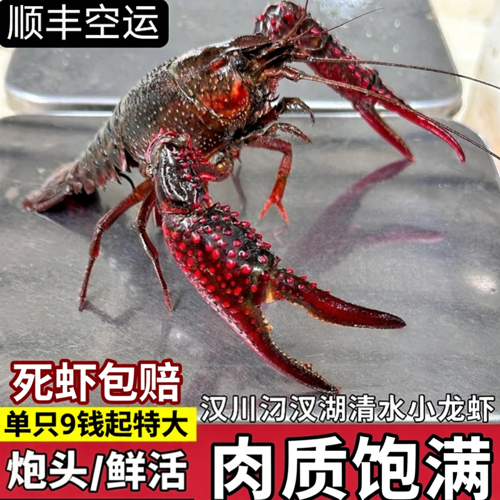 鲜活小龙虾特大8钱9钱起 汉川汈汊湖淡水虾水产顺丰包邮鲜活水产