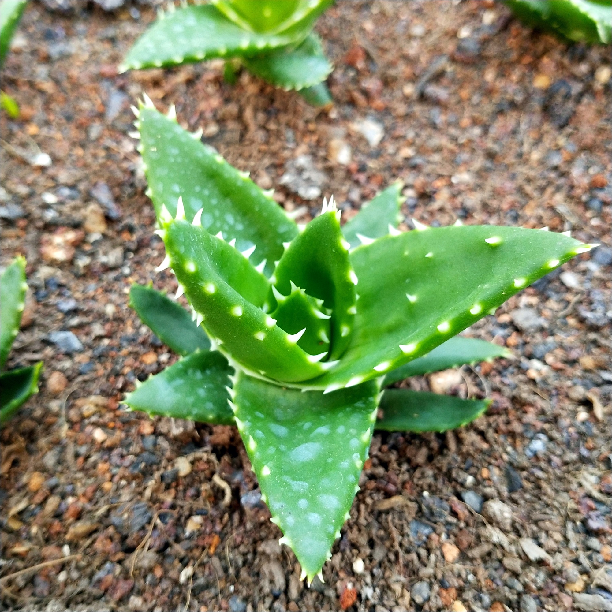 不夜城芦荟办公室桌面小盆栽多肉植物防辐射净化空气满额包邮