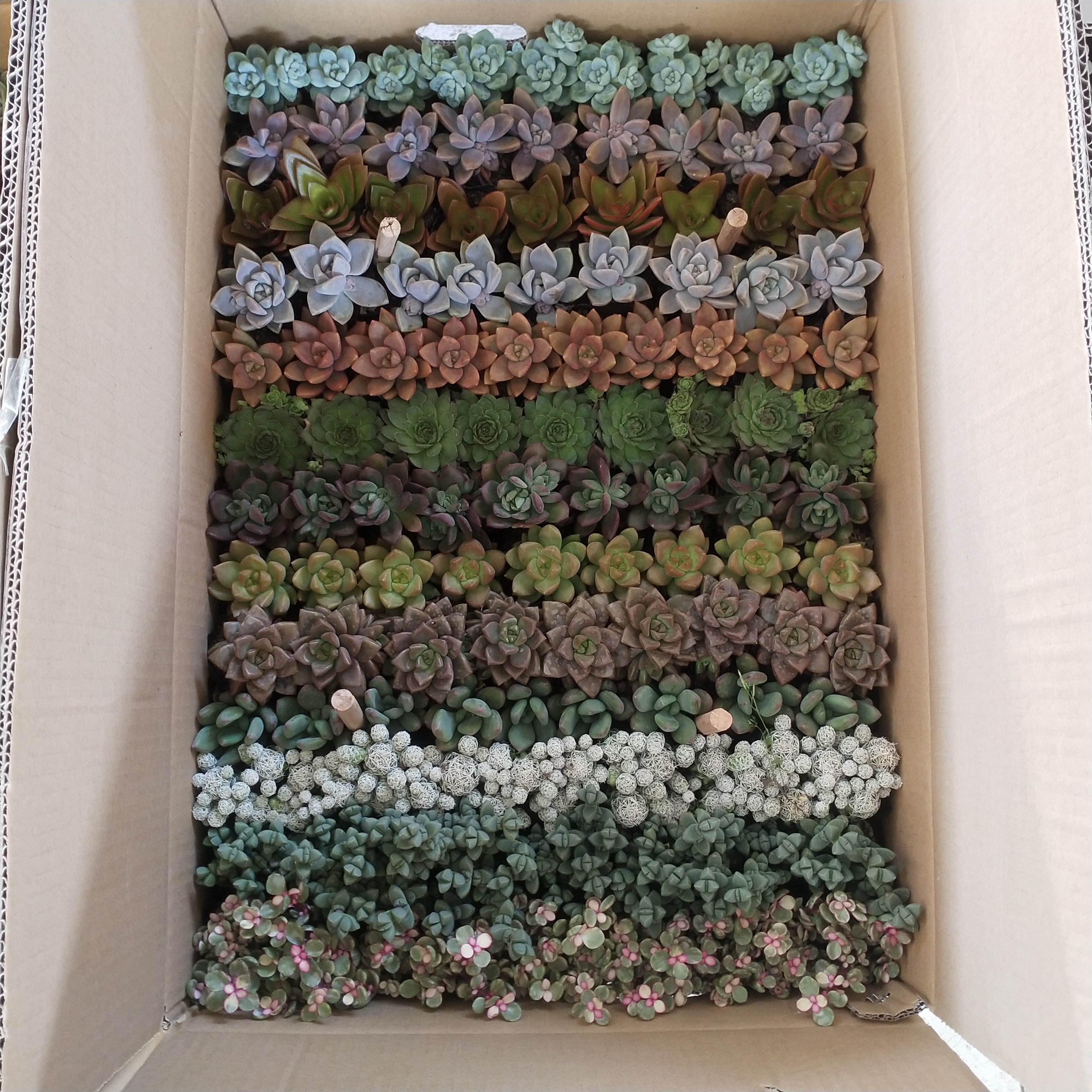 多肉植物整箱117棵新款组合盆栽新手套餐好养易活萌肉拼盘 包邮