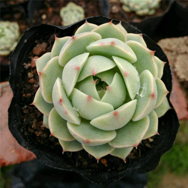 苯巴多肉植物多少钱 苯巴多肉植物优惠券免费领取 有条鱼