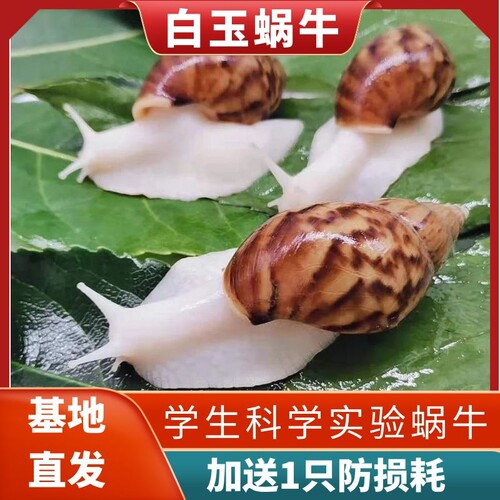 白玉蜗牛活体宠物可食用大蜗牛