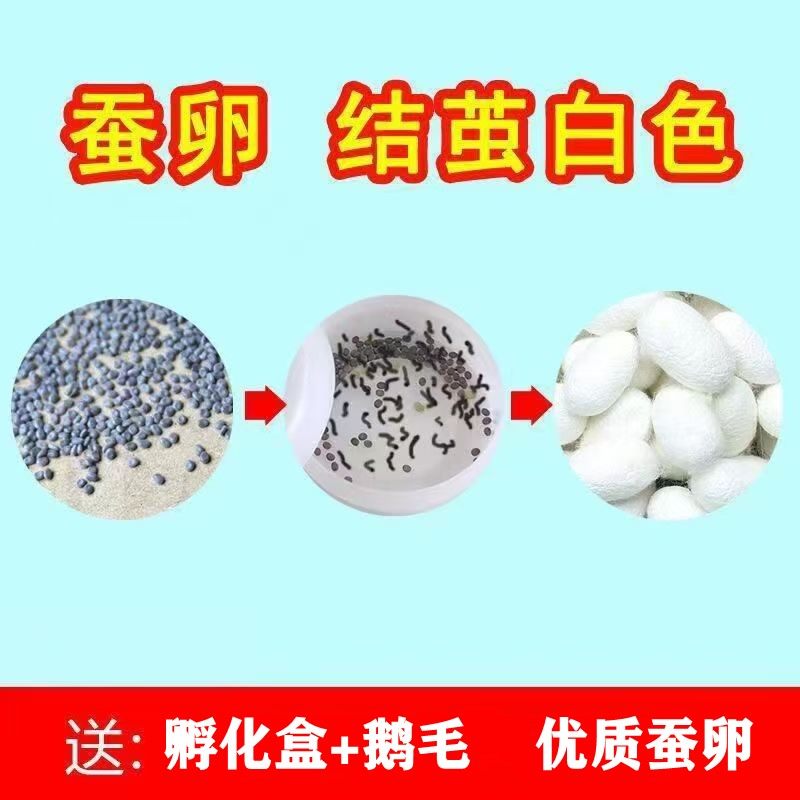 蚕宝宝蚕种蚕籽蚕卵蚕子 蚕蛋 高孵化率抗病强桑蚕卵活蚕春蚕宝宝