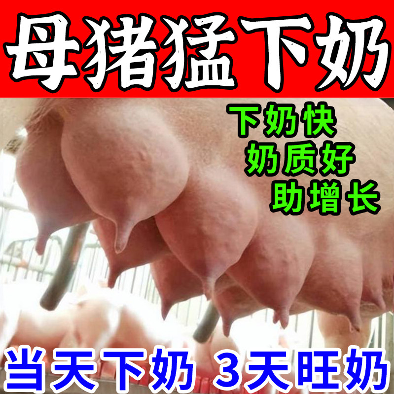 奶多多母猪正牌母猪产后无奶催乳涨下奶素正品猪下催奶奶多多猪用