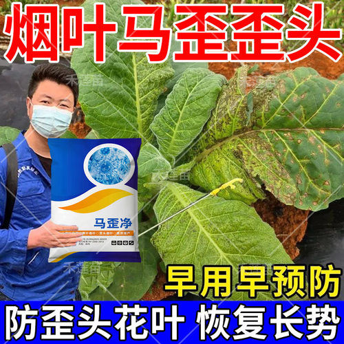 马歪净烤烟辣椒烤烟马歪 歪头 花叶 卷叶 曲叶 病毒 落叶 叶面肥