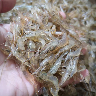韶关乳源野生筷子大小山坑虾【当日捕捞】河虾淡水产鲜活急冻