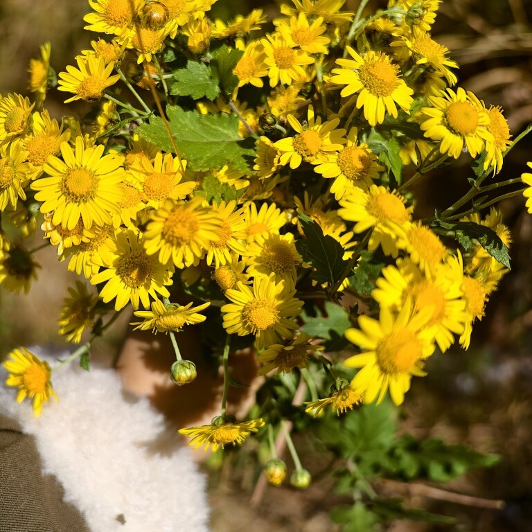 韶关乳源野生小黄菊花搭枸杞桂圆茶冲泡晒干正宗黄菊花茶
