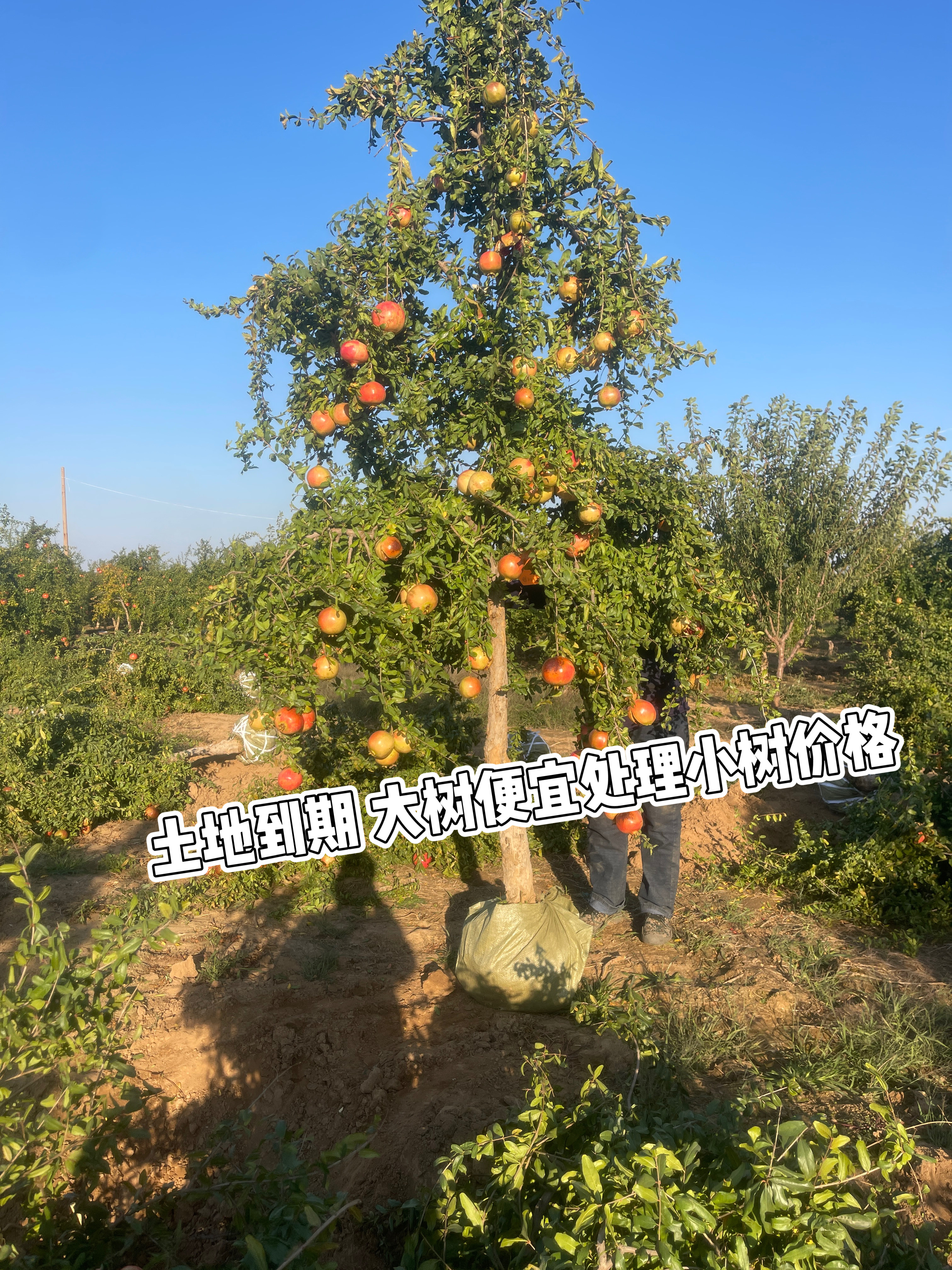 嫁接突尼斯软籽石榴树特大树南北方种植河南发货带果发货带土球